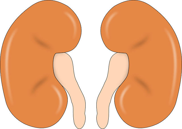 kidney-147499_640.png