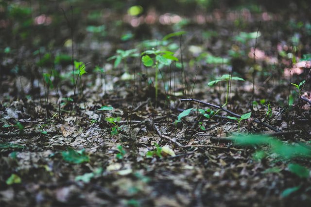 plant-leaf-leaves-plants.jpg