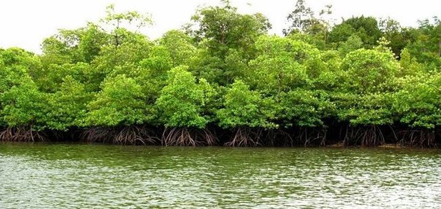 mangrove.jpg