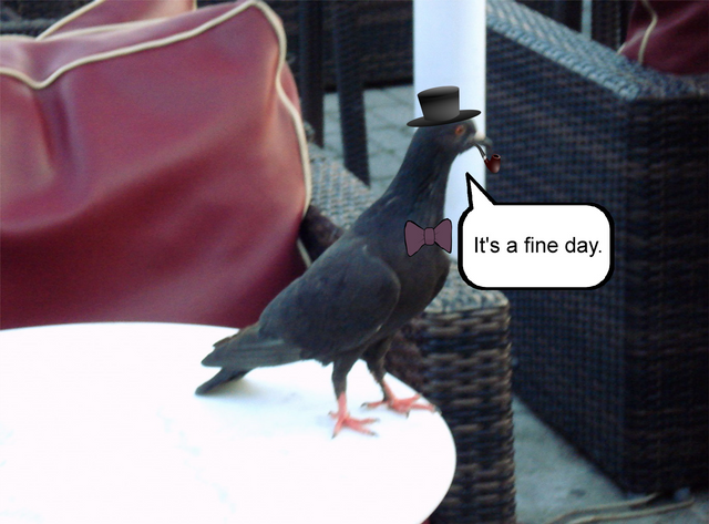 pigeon1.png