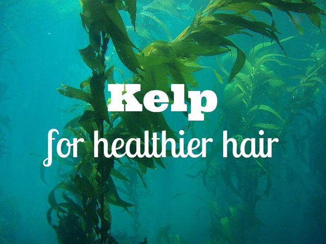 Kelp HAIR.jpg