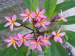 Plumeria_rubra_Madagaskar_2006.jpg