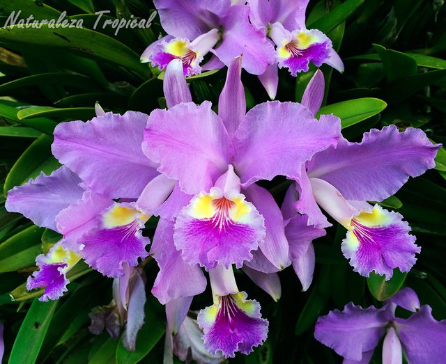 LA ORQUIDEA CATTLEYA MOSSIAE — Steemit