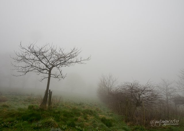 mist-trees-3.jpg