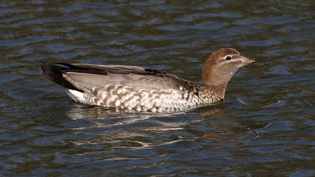 Australian Wood Duck 4.jpg