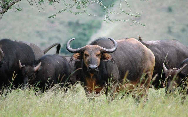 akagera-bulls.jpg