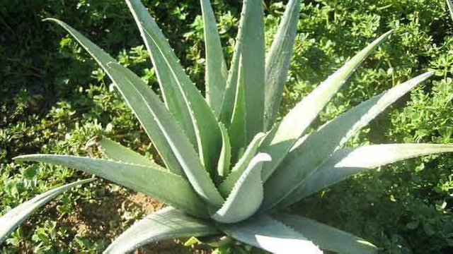 aloe-vera-plant.jpg