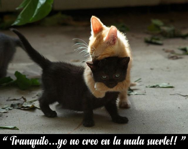 fotos-graciosas-gatos-abrazo-01.jpg