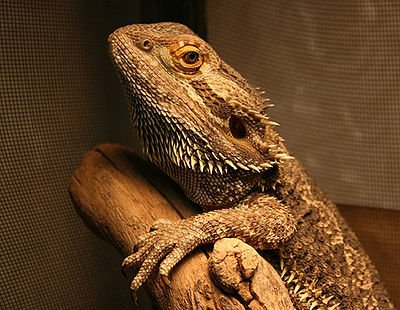 400px-Bearded_Dragon.jpg