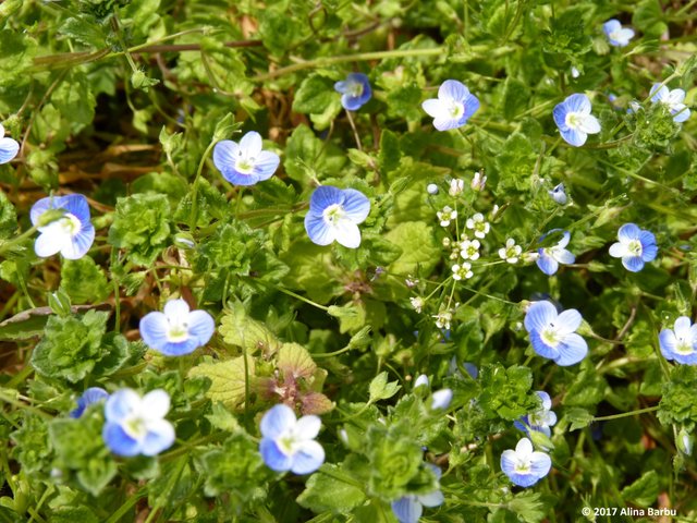 blue flowers.jpg