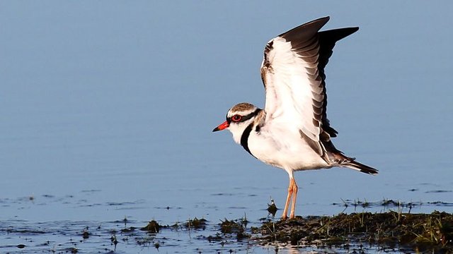 Dotteral_Black-fronted-Narawntapu-2.jpg