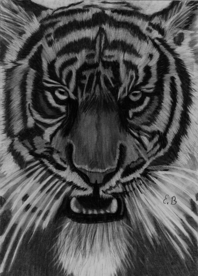 Tiger_1.jpg