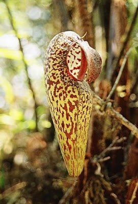 Nepenthes_aristolochioides_upper_pitcher.jpg