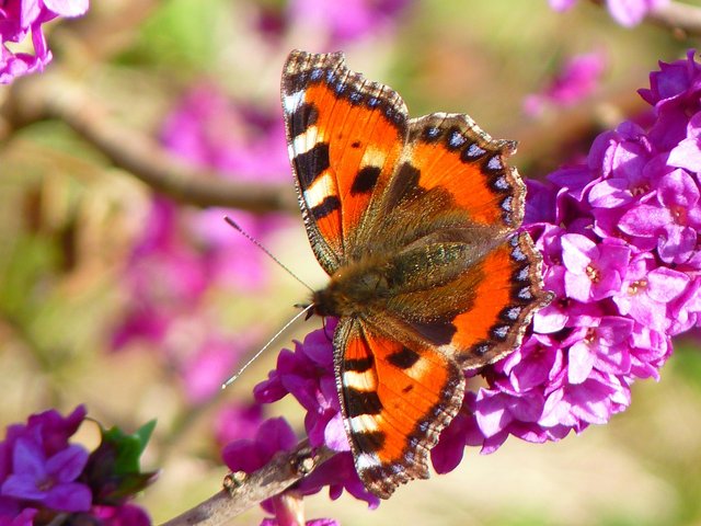 Aglais-Urticae-Butterfly-Little-Fox-43008.jpg