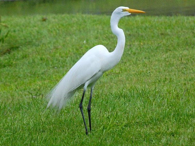 garza blanca real.jpg