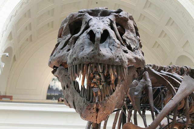 tyrannosaurus-447801_1920.jpg