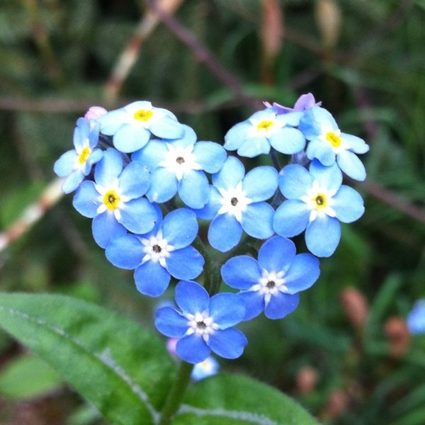 forgetmenotflowers.jpg