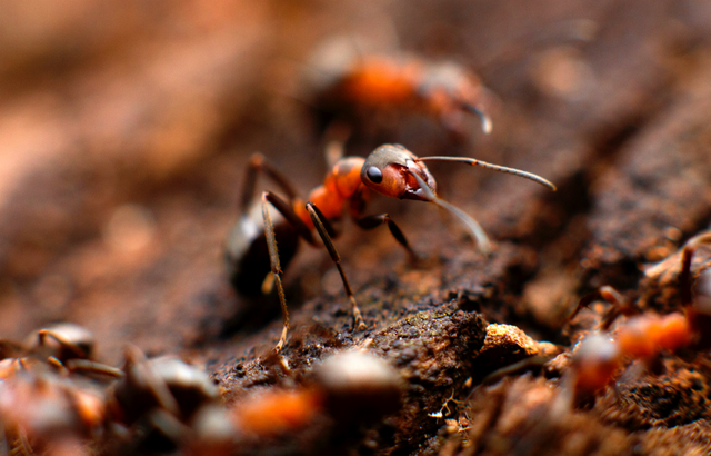 Ant.png