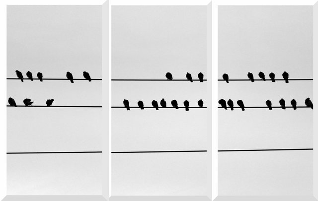 Triptych Birds.png