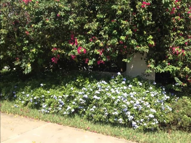 outdoor-garden-with-ground-cover-plumbago-plants.jpg