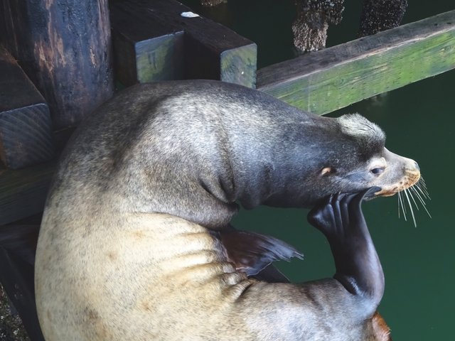 sea-lions-in-calii2.jpg