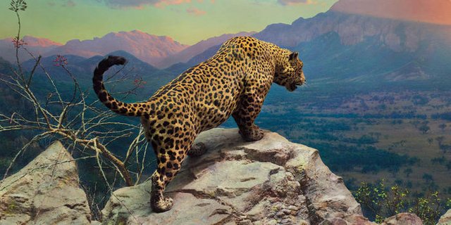 jaguar_dynamic_lead_slide.jpg