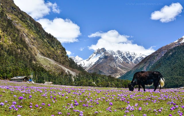 yamthang valley zero point.jpg