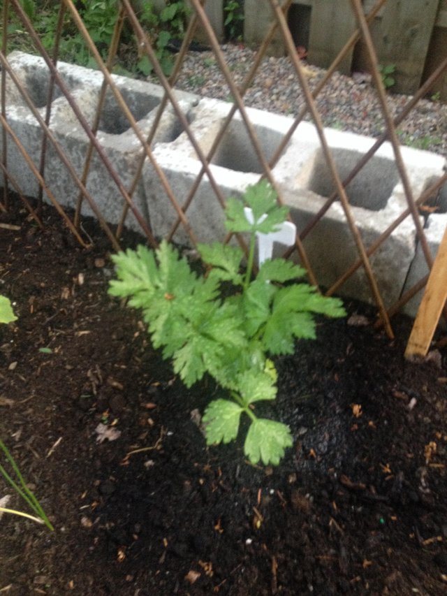 celery in the garden.jpg