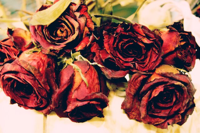 wilted_roses-by-x-kai-photography.jpg