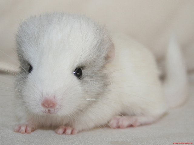 baby_white_chincilla.jpg