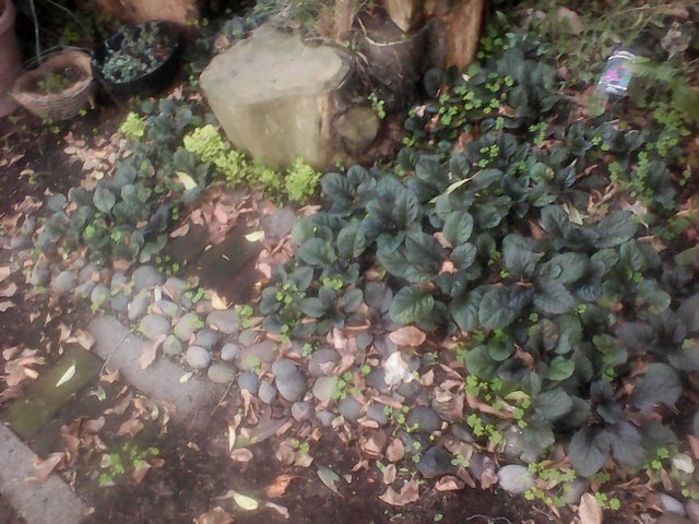 IMG_20180403_170949.jpg