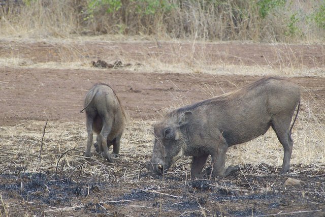 KNP Satara-Lower Sabi 2009 386.JPG