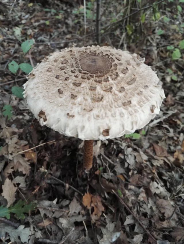 Nice Pic Macrolepiota Procera - Emilia Romagna, Italy.jpg