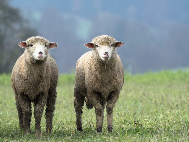 sheep-2784671_1920.jpg