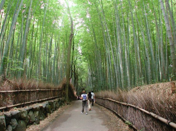 20_bamboo_forest-e1307337980633.jpg