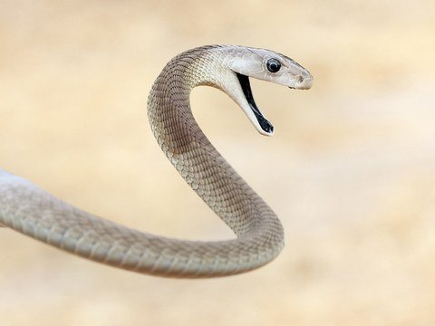 black-mamba-GettyImages-114465032[1].jpg