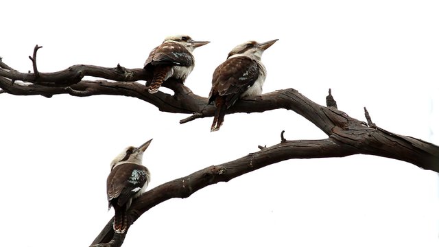 Kookaburras  4.jpg