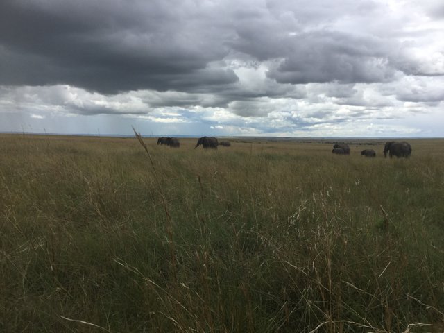 Elephant herd.jpg