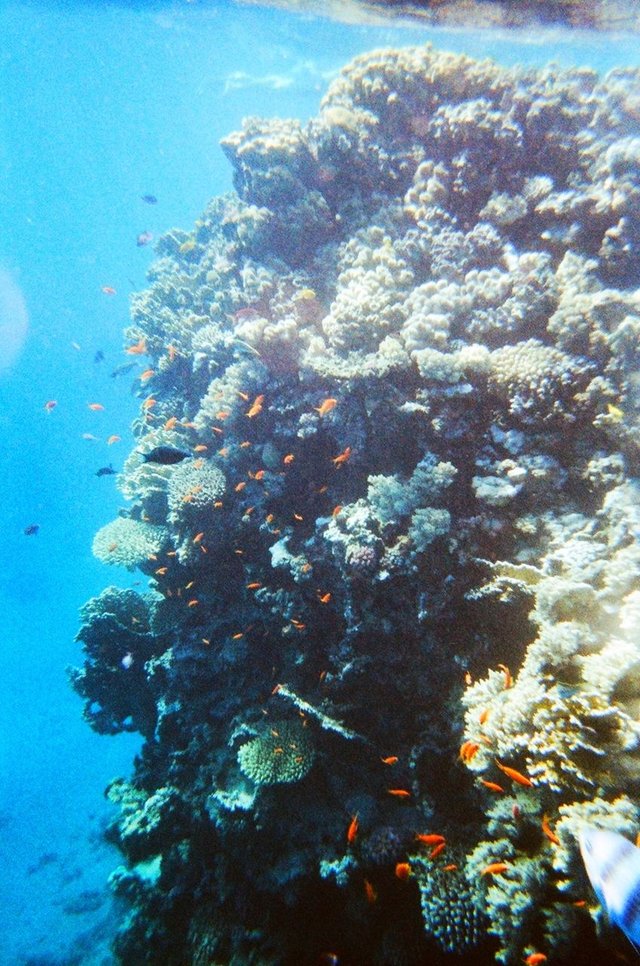 13697560717 - free standing column of coral in the red sea.jpg