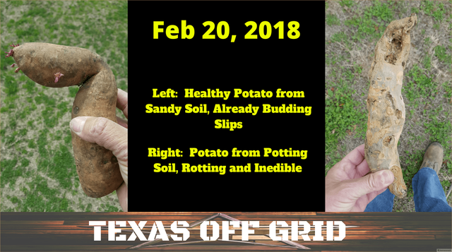 soil-for-sweet-potatoes1 (1).png