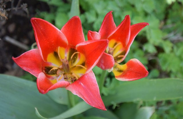 Tulpe.jpg