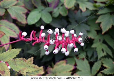 stock-photo-white-baneberry-actaea-alba-485370718.jpg