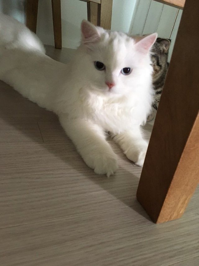 KakaoTalk_20180130_221648251.jpg