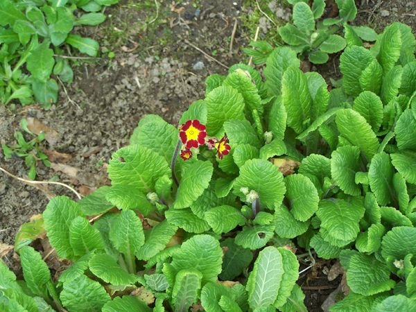 North Corner - 1st primrose crop May 2018.jpg