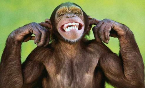 monkey-laughing-493x300.jpg