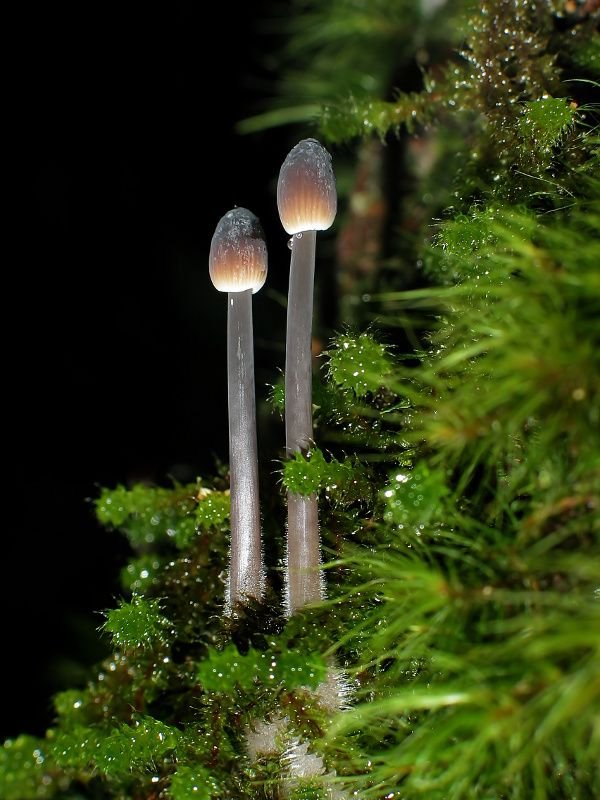 Fungi F Montezima Falls.jpg