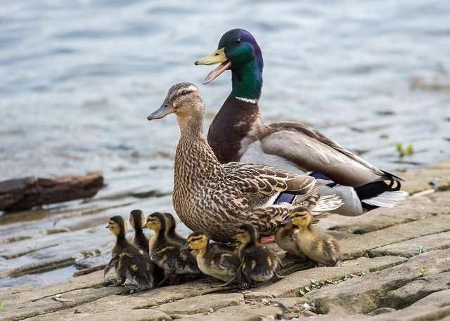 1-mallard-duck-family-jan-holden.jpg