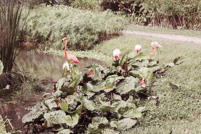 Parque de la Exótica Flora Tropical Mision Nuestra Señora Del Carmen san felipe yaracuy.jpg