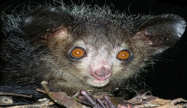 aye-aye 800x464.jpg