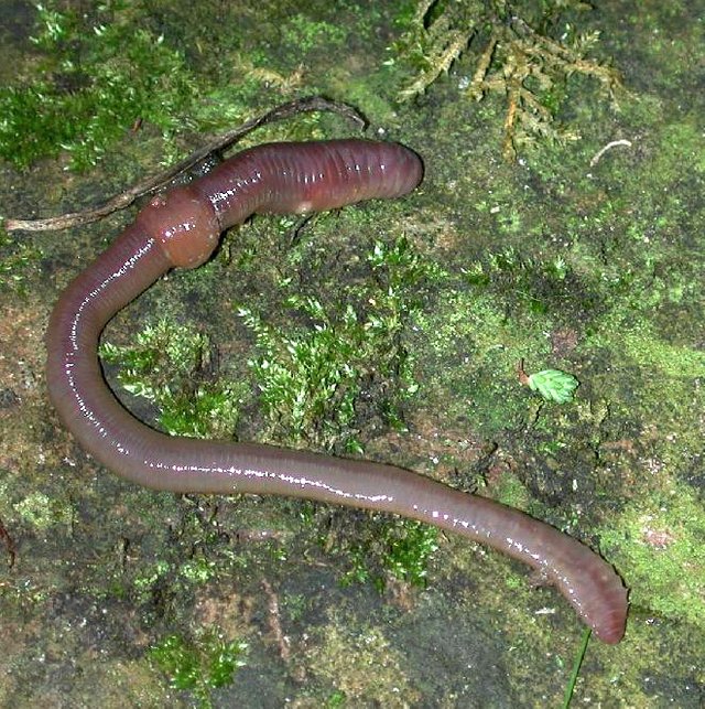 EARTHWORM (1).jpg